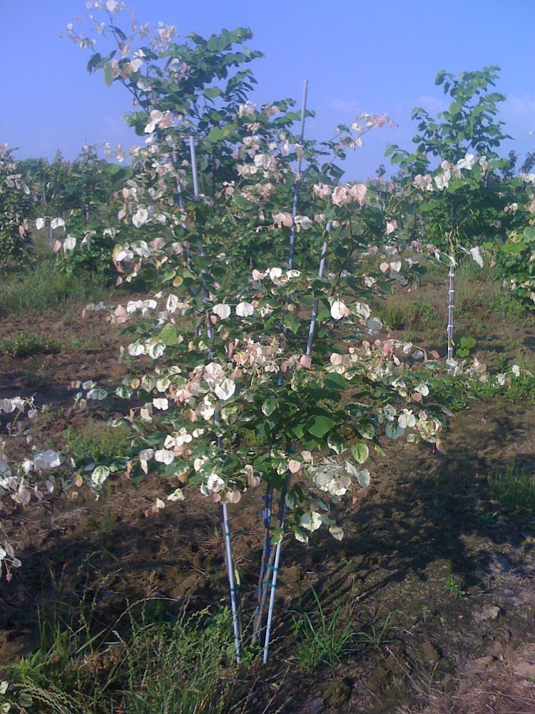 cercis-canadensis-silver-cloud-eastern-redbud