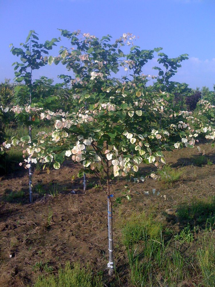 cercis-canadensis-silver-cloud-eastern-redbud