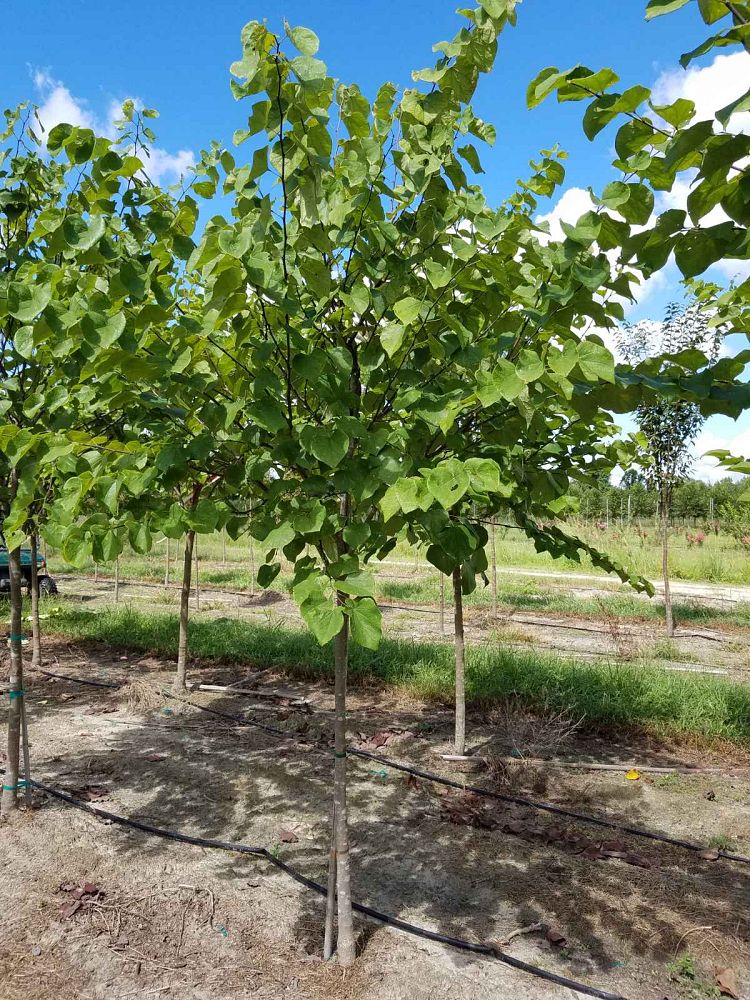 cercis-canadensis-tennessee-pink-eastern-redbud