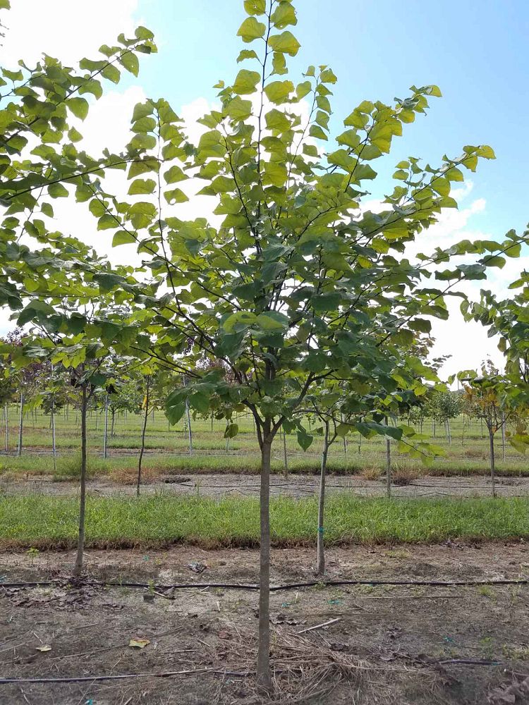 cercis-canadensis-tennessee-pink-eastern-redbud