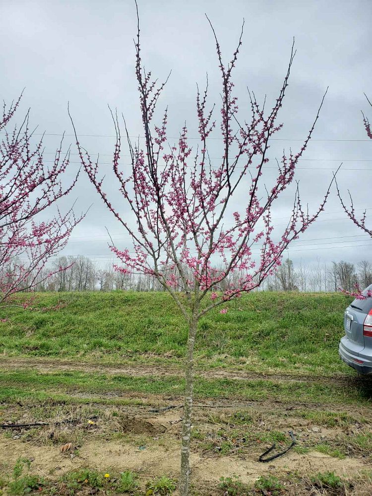 cercis-canadensis-tennessee-pink-eastern-redbud