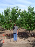 cercis-canadensis-texensis-oklahoma-texas-redbud