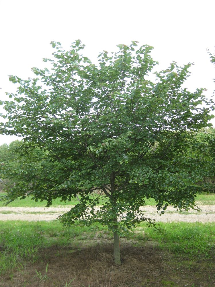 cercis-canadensis-texensis-oklahoma-texas-redbud