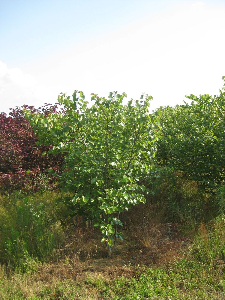 cercis-canadensis-texensis-oklahoma-texas-redbud