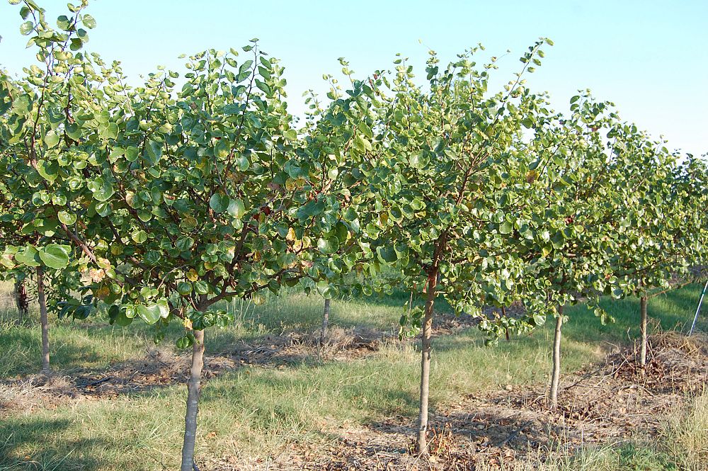 cercis-canadensis-texensis-oklahoma-texas-redbud
