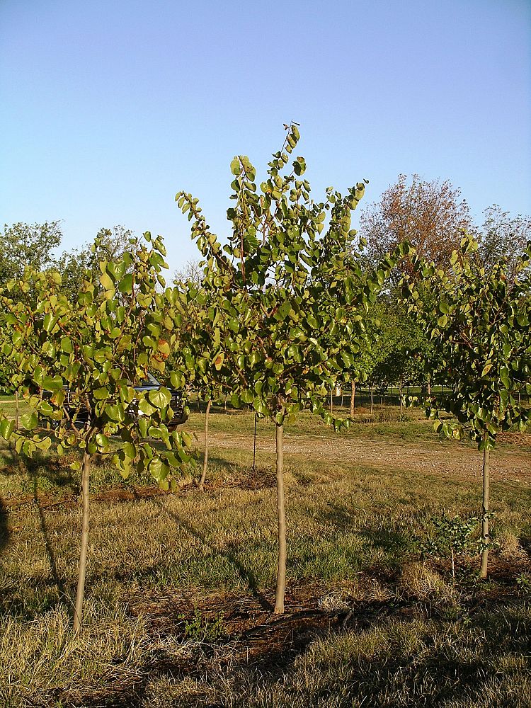cercis-canadensis-texensis-oklahoma-texas-redbud