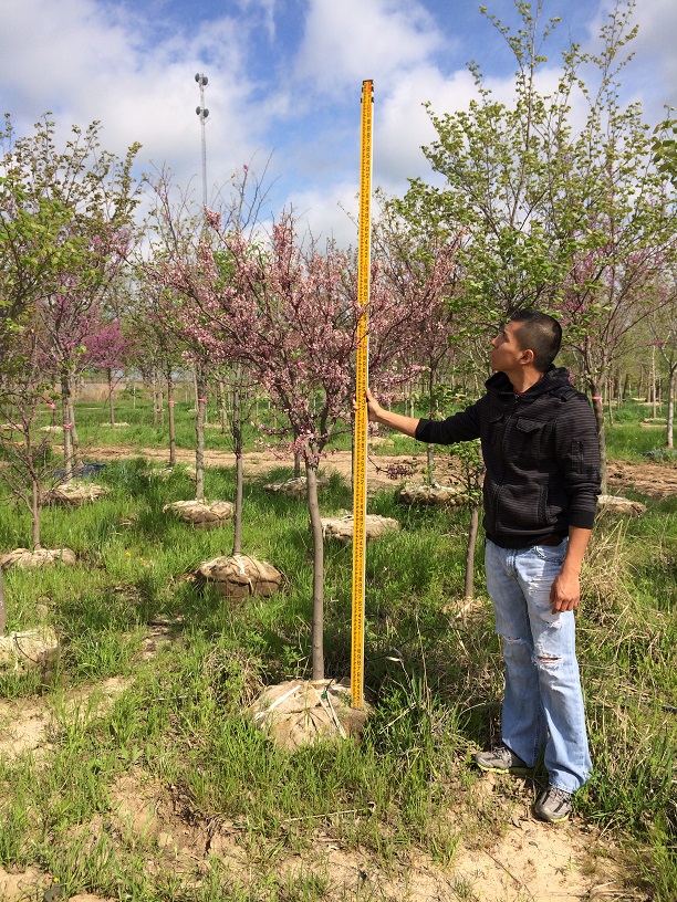 cercis-canadensis-texensis-oklahoma-texas-redbud
