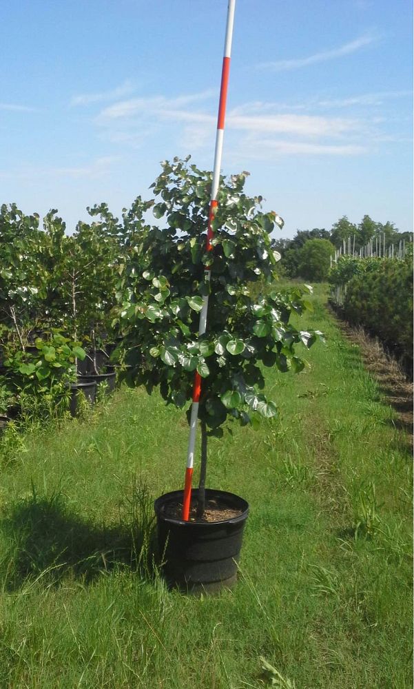 cercis-canadensis-texensis-oklahoma-texas-redbud