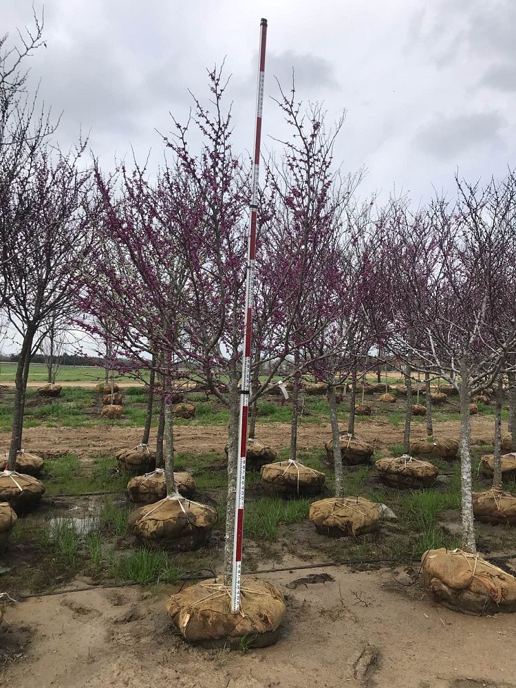 cercis-canadensis-texensis-oklahoma-texas-redbud