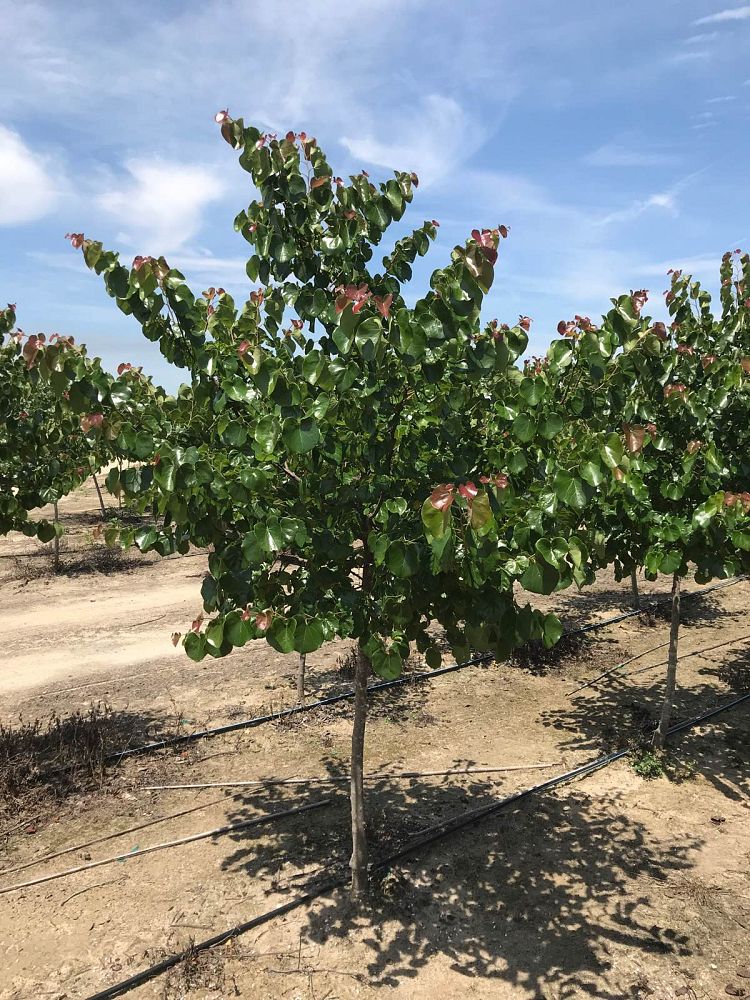 cercis-canadensis-texensis-oklahoma-texas-redbud
