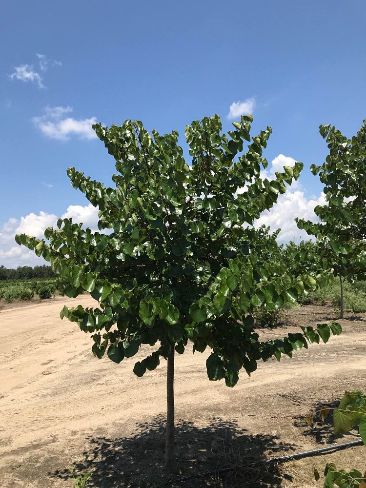 cercis-canadensis-texensis-oklahoma-texas-redbud