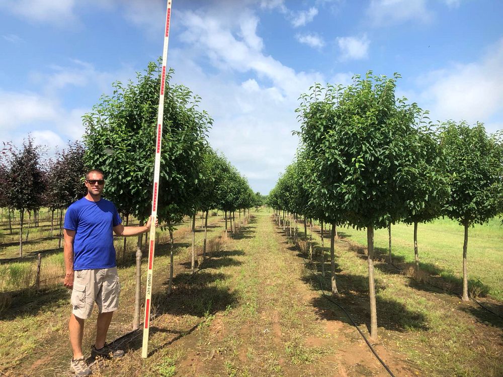 cercis-canadensis-texensis-oklahoma-texas-redbud