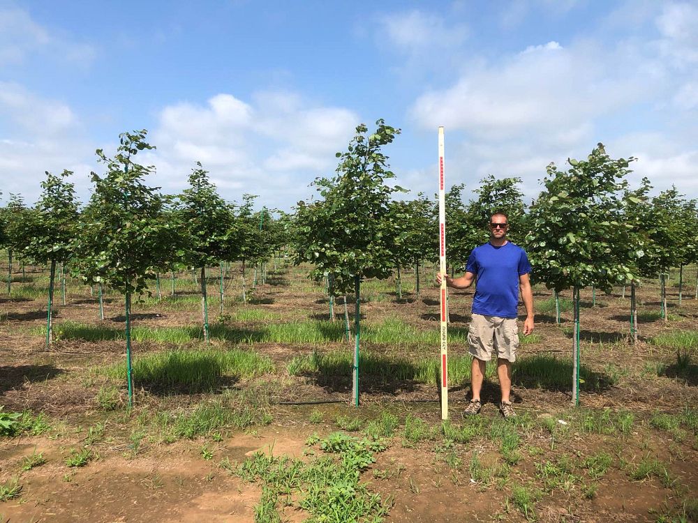 cercis-canadensis-texensis-oklahoma-texas-redbud