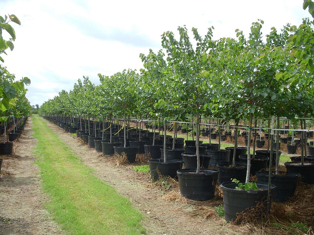 cercis-canadensis-texensis-oklahoma-texas-redbud
