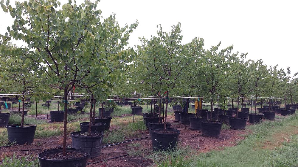 cercis-canadensis-texensis-oklahoma-texas-redbud