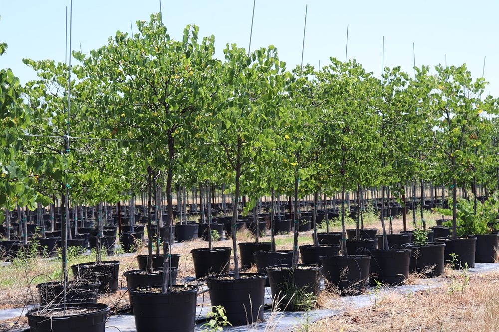 cercis-canadensis-texensis-oklahoma-texas-redbud