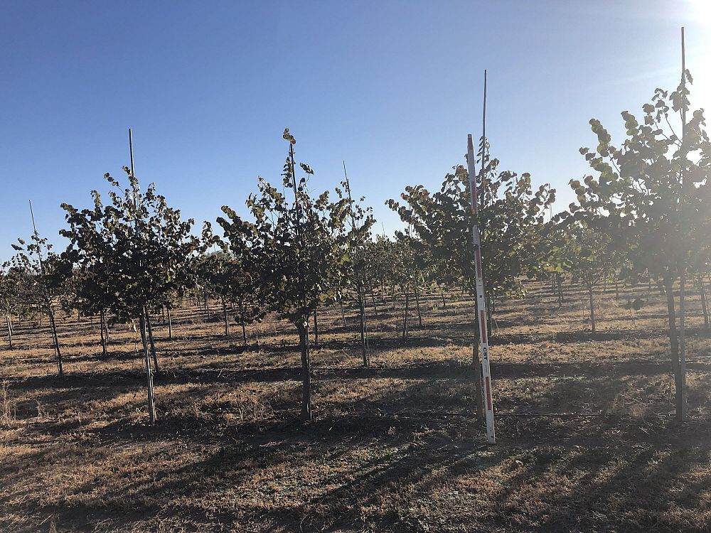 cercis-canadensis-texensis-oklahoma-texas-redbud