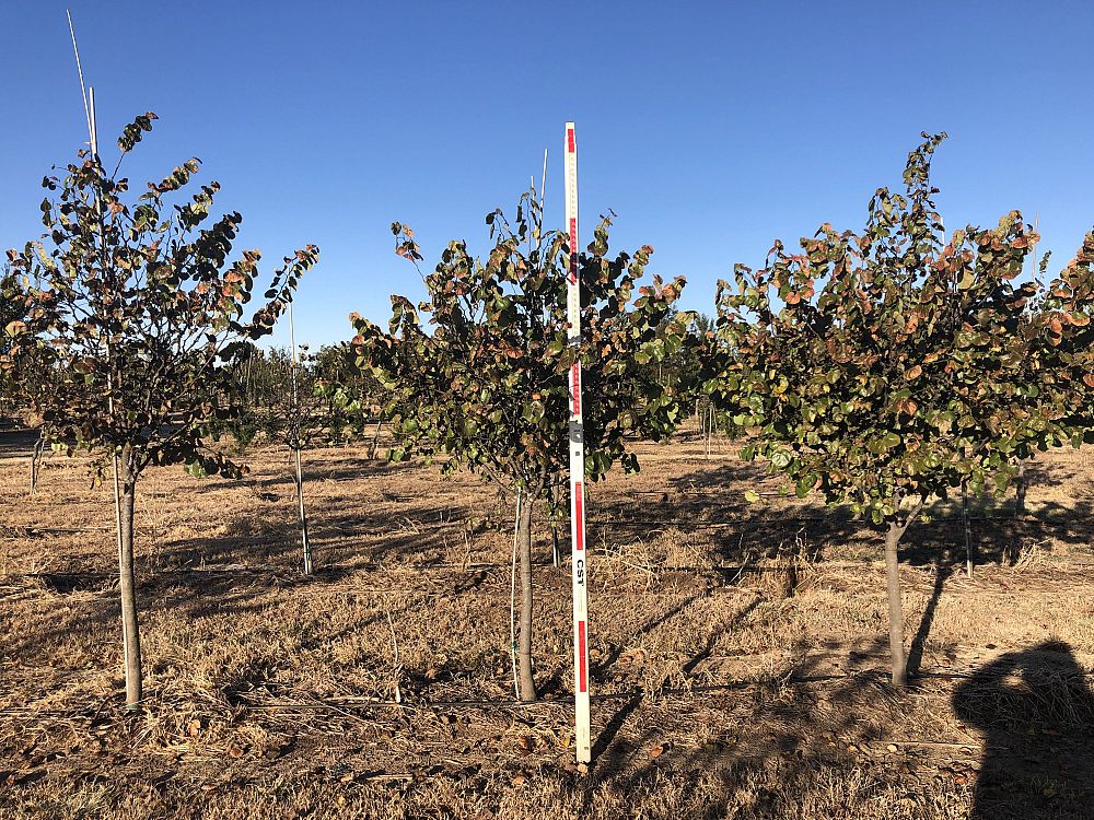 cercis-canadensis-texensis-oklahoma-texas-redbud