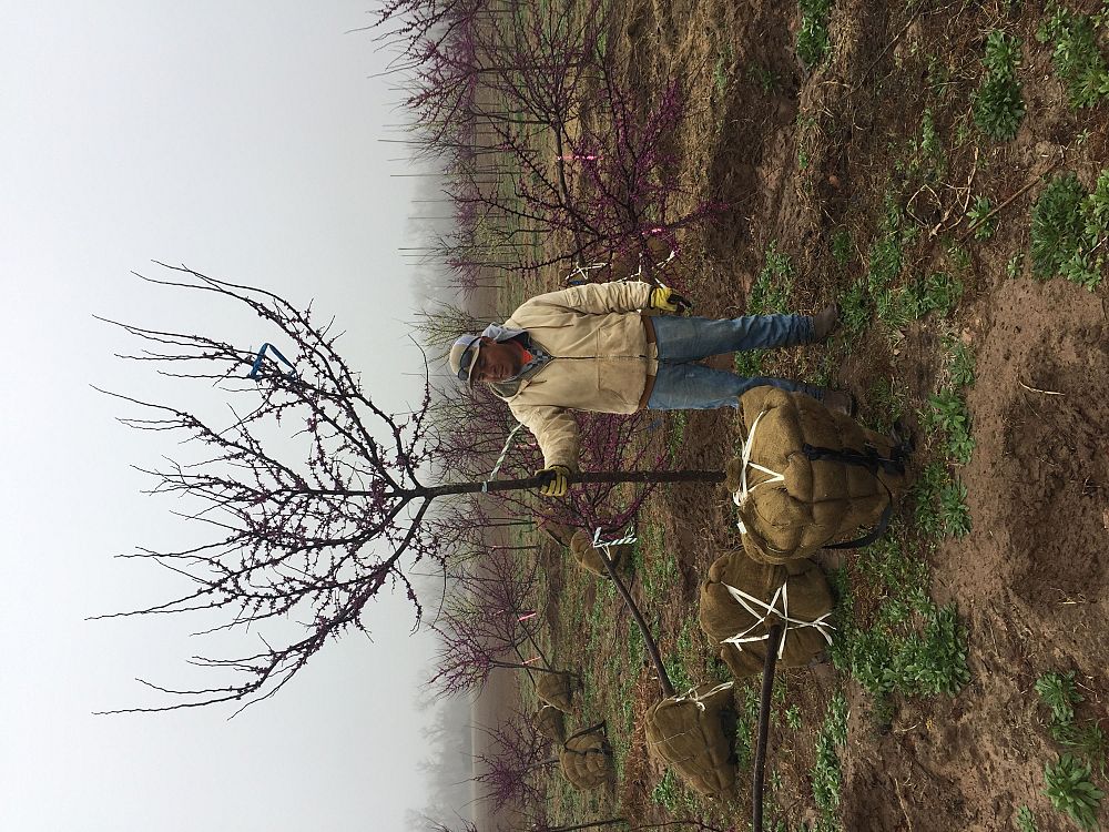 cercis-canadensis-texensis-oklahoma-texas-redbud