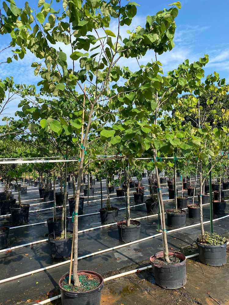 cercis-canadensis-texensis-oklahoma-texas-redbud