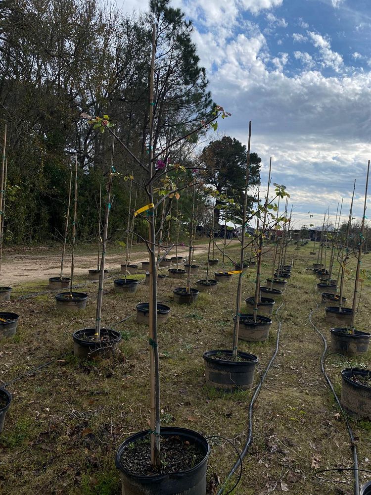 cercis-canadensis-texensis-oklahoma-texas-redbud