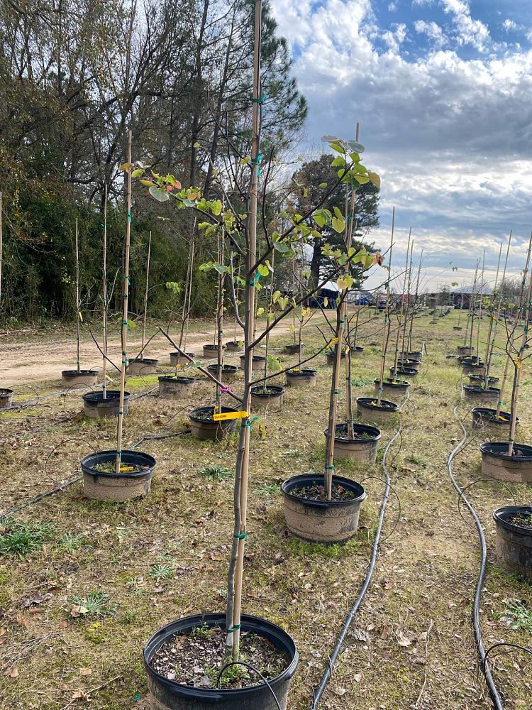 cercis-canadensis-texensis-oklahoma-texas-redbud