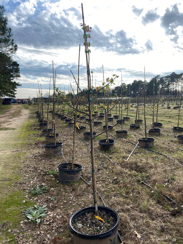 cercis-canadensis-texensis-oklahoma-texas-redbud