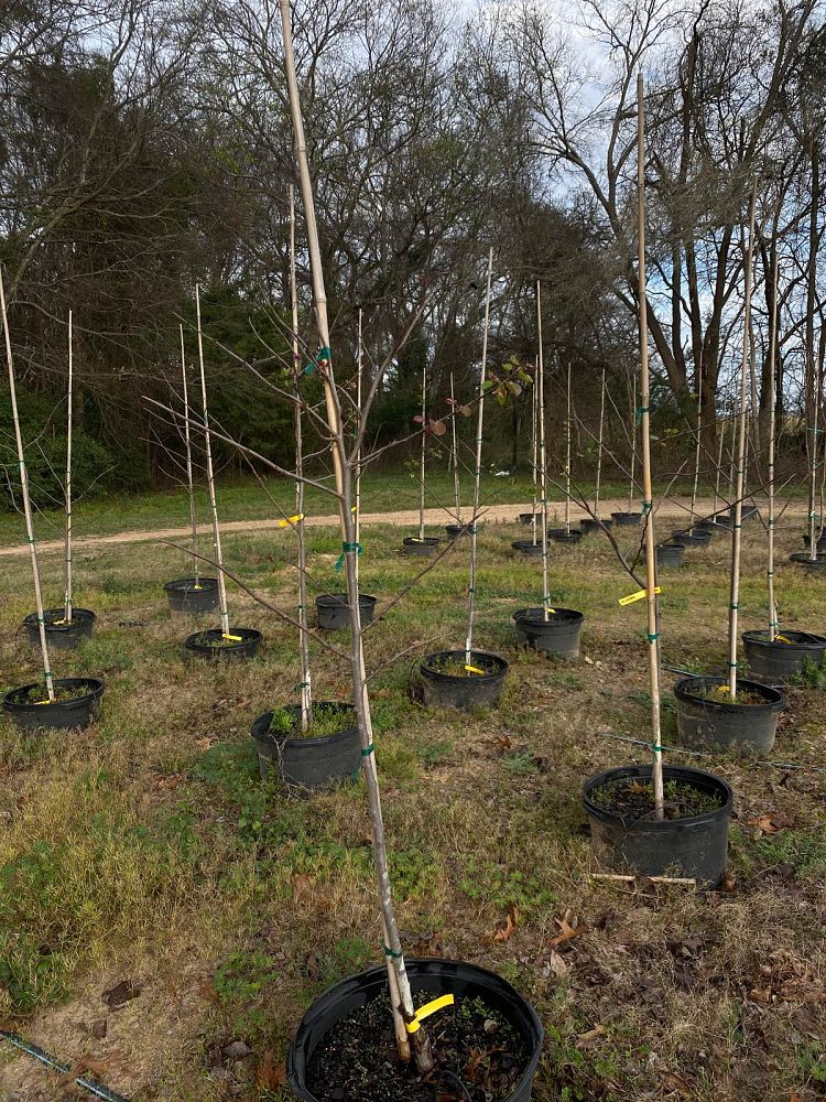 cercis-canadensis-texensis-oklahoma-texas-redbud