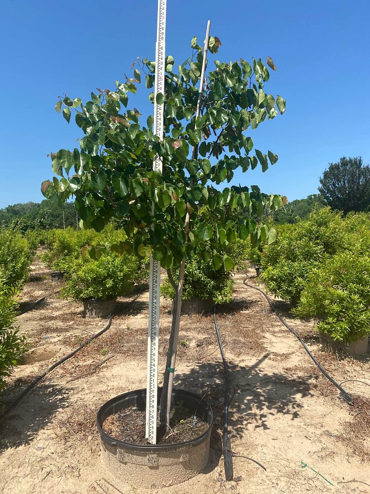 cercis-canadensis-texensis-oklahoma-texas-redbud