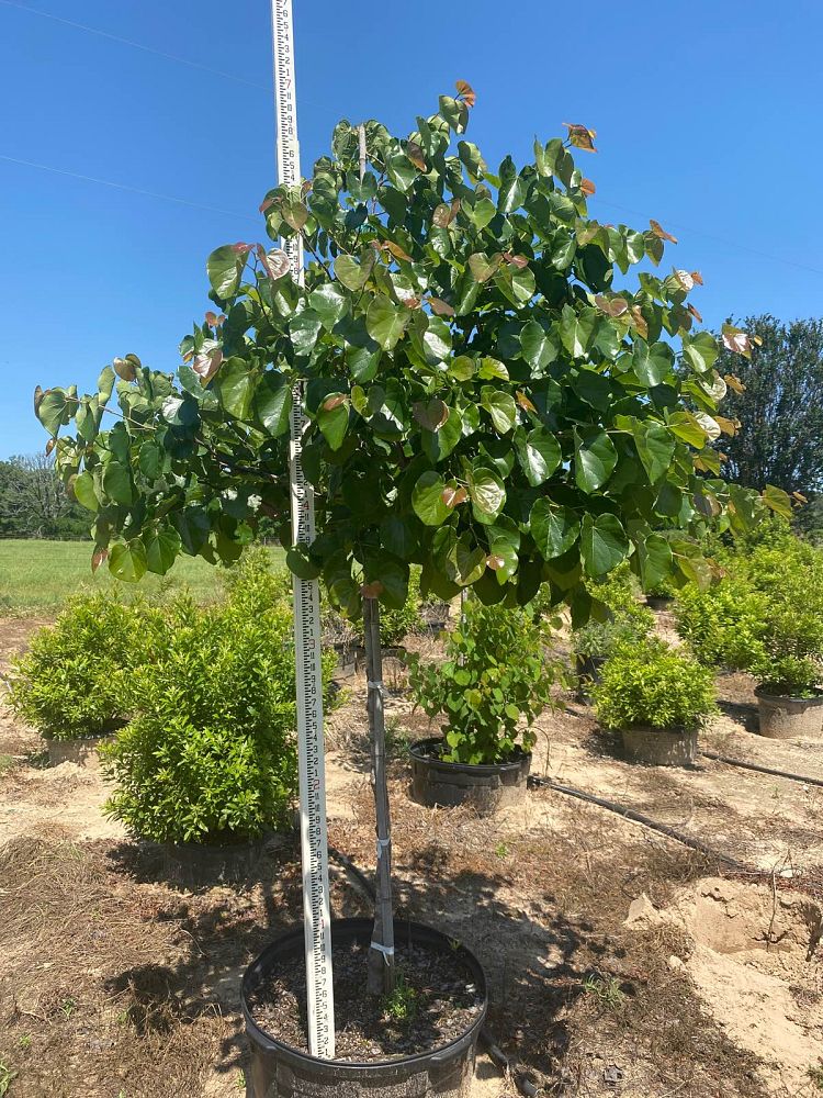 cercis-canadensis-texensis-oklahoma-texas-redbud