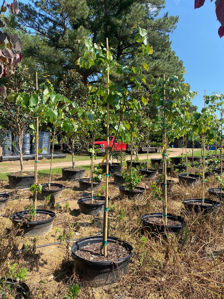 cercis-canadensis-texensis-oklahoma-texas-redbud