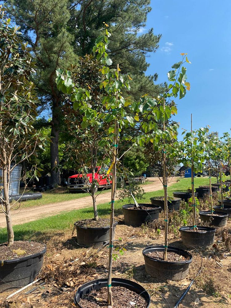 cercis-canadensis-texensis-oklahoma-texas-redbud