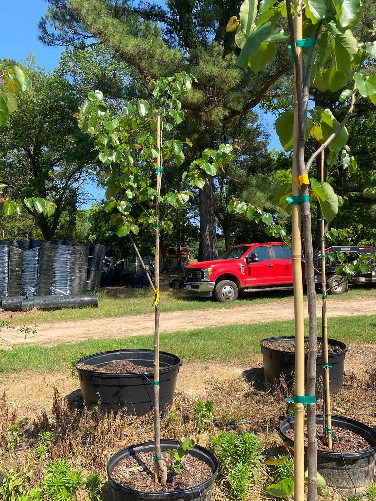 cercis-canadensis-texensis-oklahoma-texas-redbud