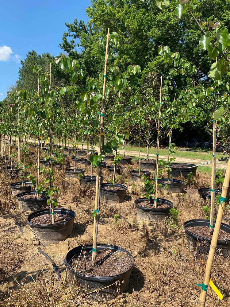 cercis-canadensis-texensis-oklahoma-texas-redbud
