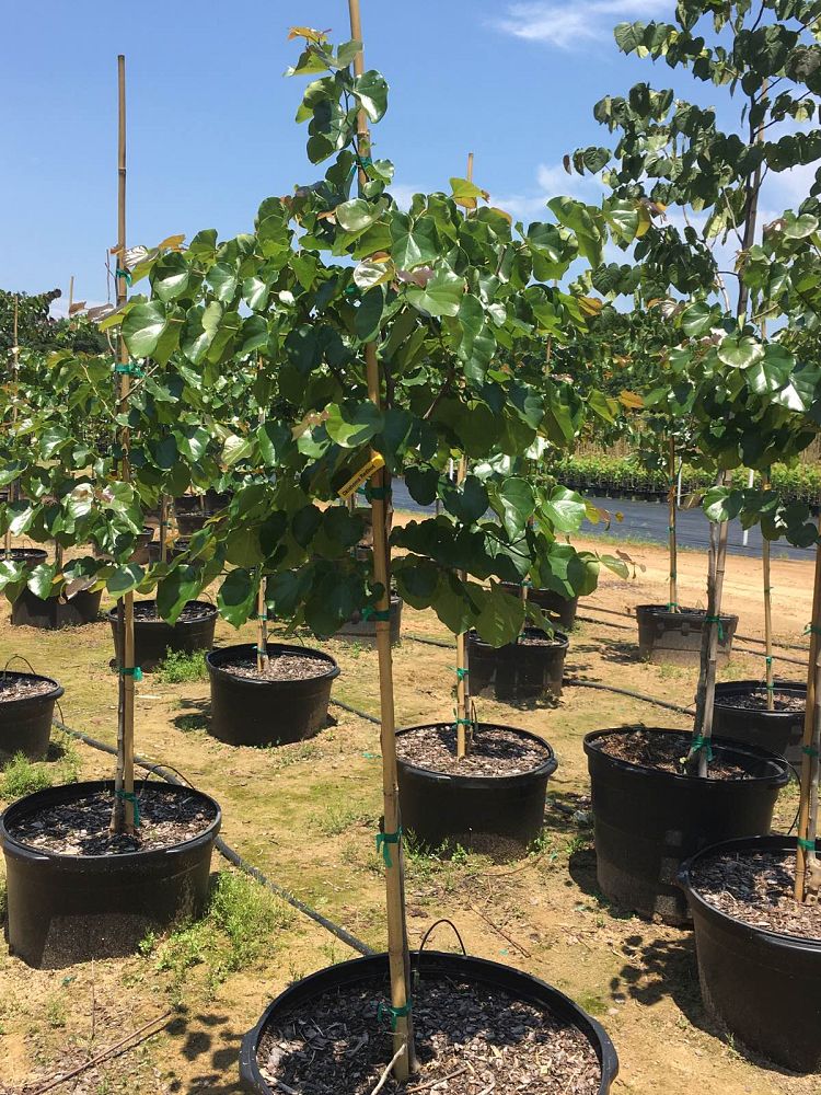 cercis-canadensis-texensis-oklahoma-texas-redbud