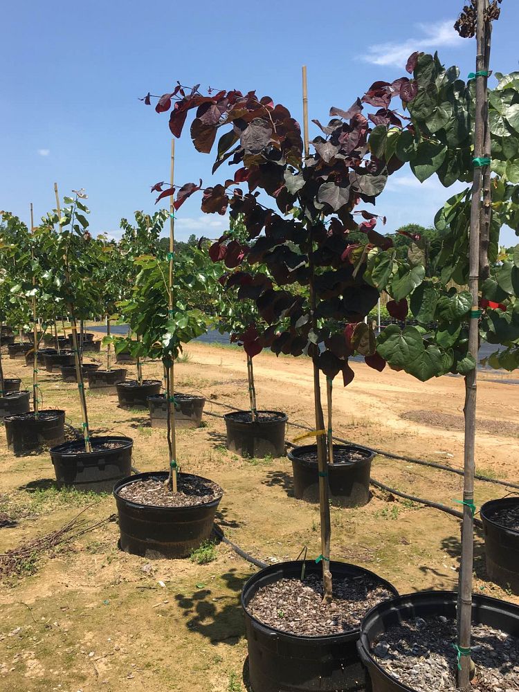 cercis-canadensis-texensis-oklahoma-texas-redbud