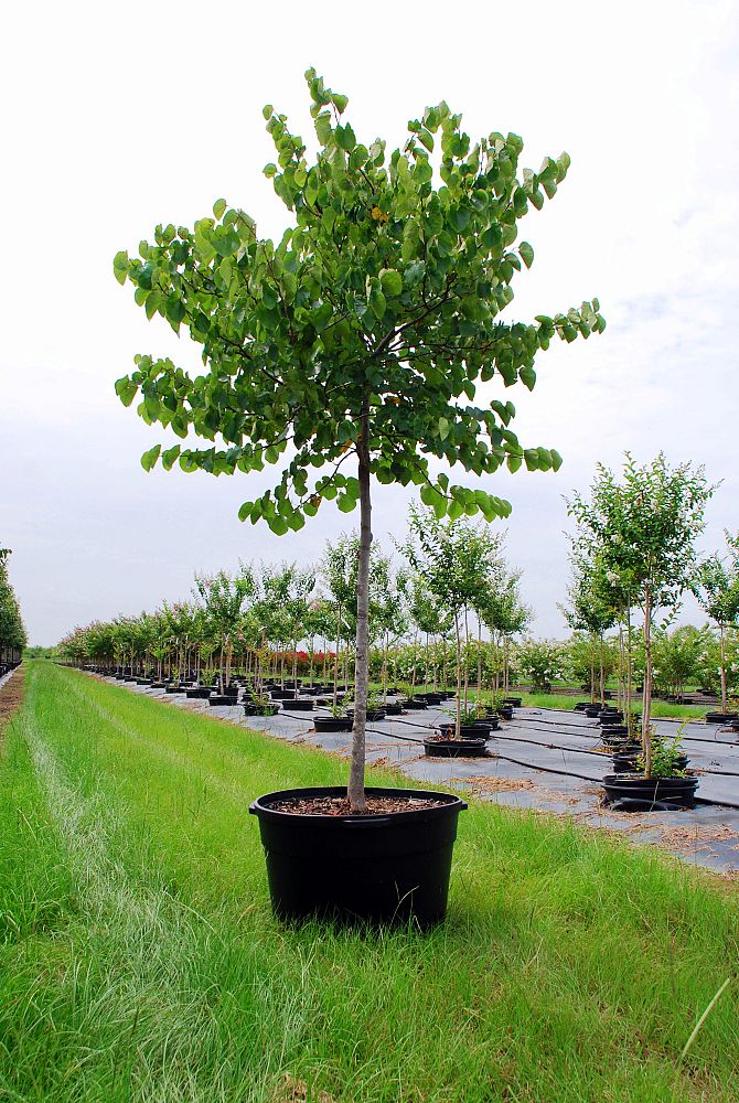 Top Notch Tree Farm LLC