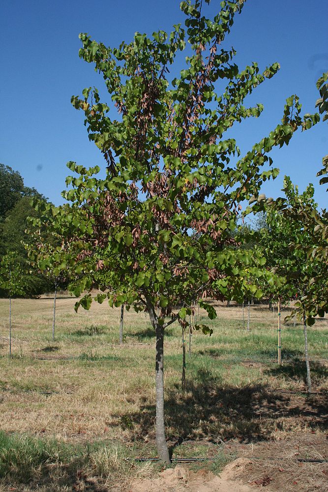 cercis-canadensis-texensis-texas-redbud