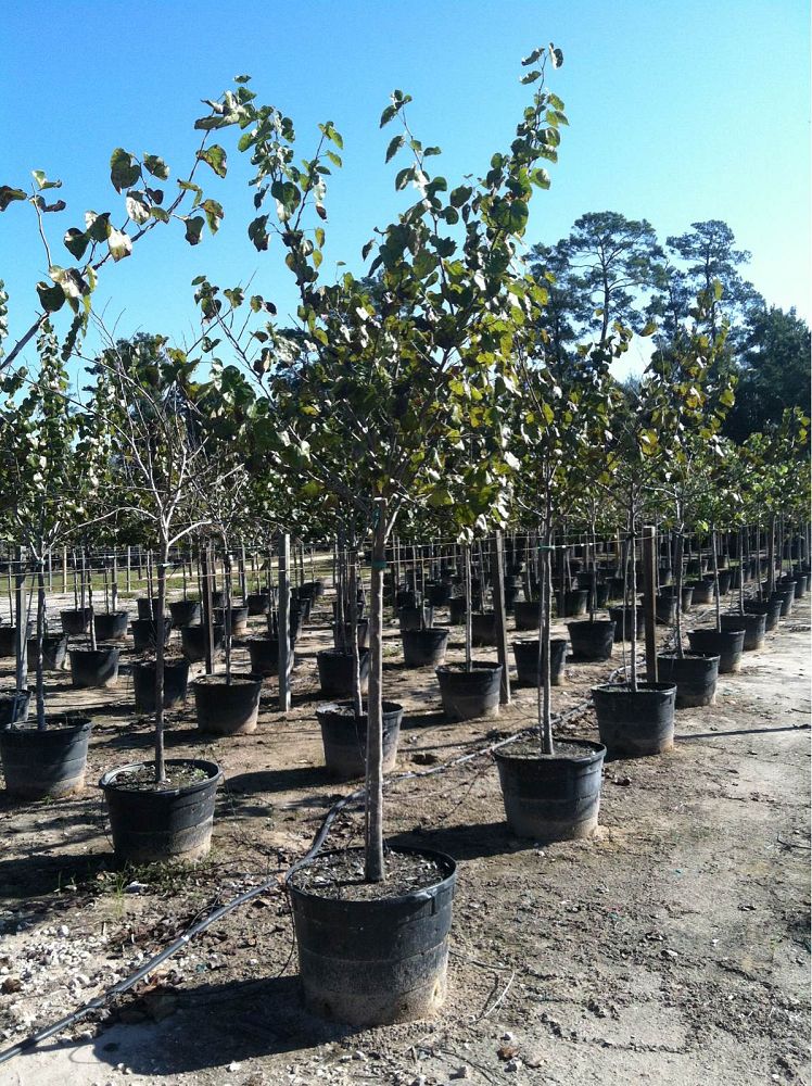cercis-canadensis-texensis-texas-redbud