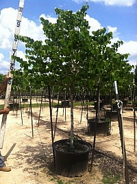 cercis-canadensis-texensis-texas-redbud