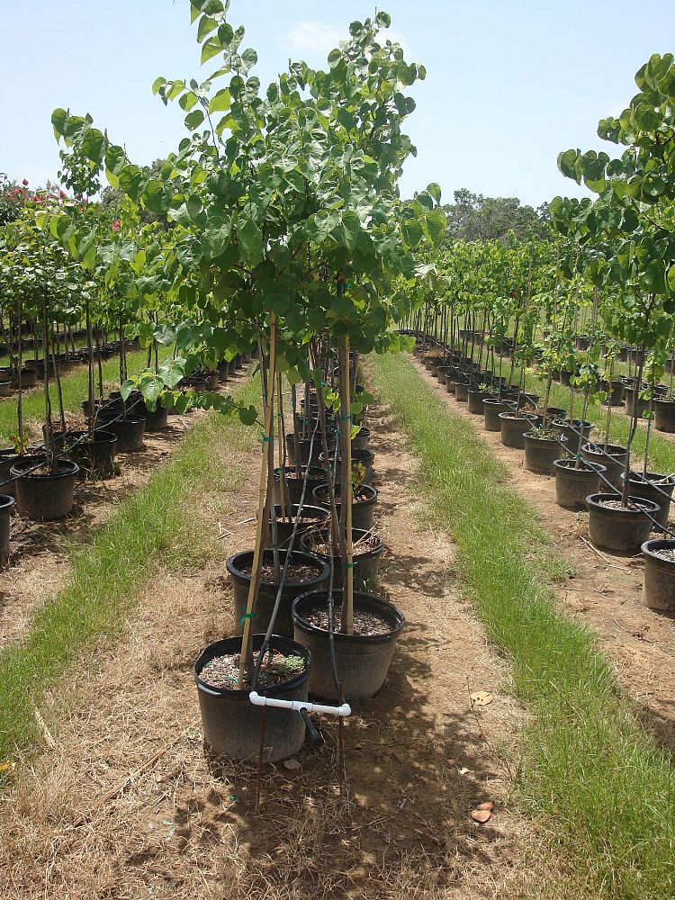 cercis-canadensis-texensis-texas-redbud