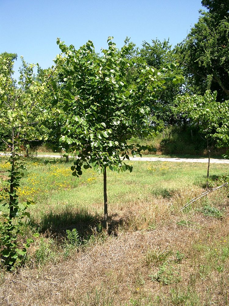 cercis-canadensis-texensis-texas-redbud