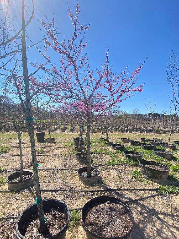 cercis-canadensis-texensis-texas-redbud