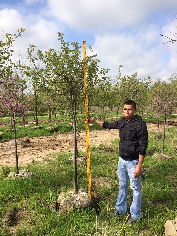 cercis-canadensis-texensis-texas-redbud
