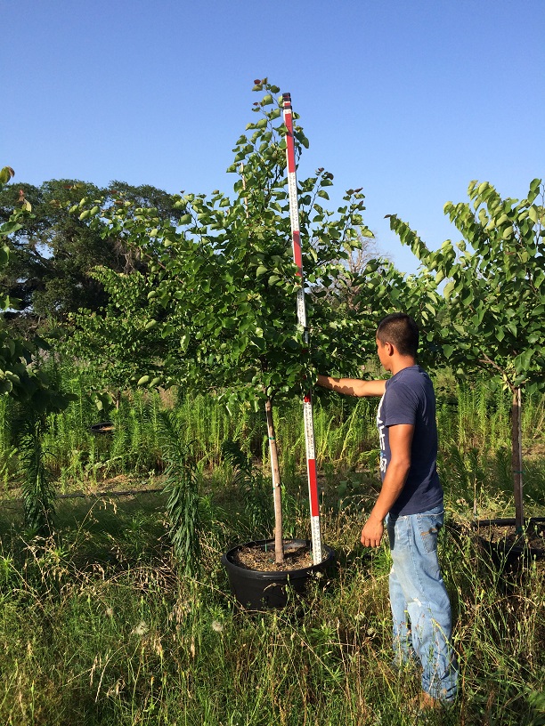 cercis-canadensis-texensis-texas-redbud