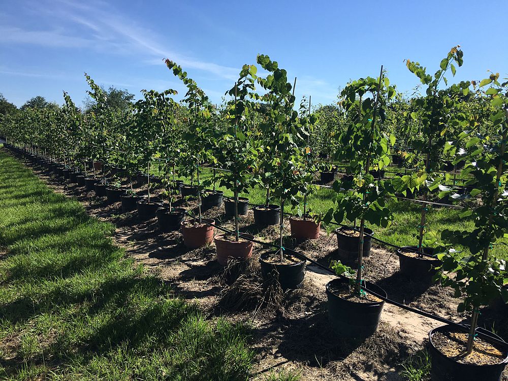 cercis-canadensis-texensis-texas-redbud