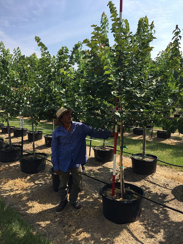 cercis-canadensis-texensis-texas-redbud