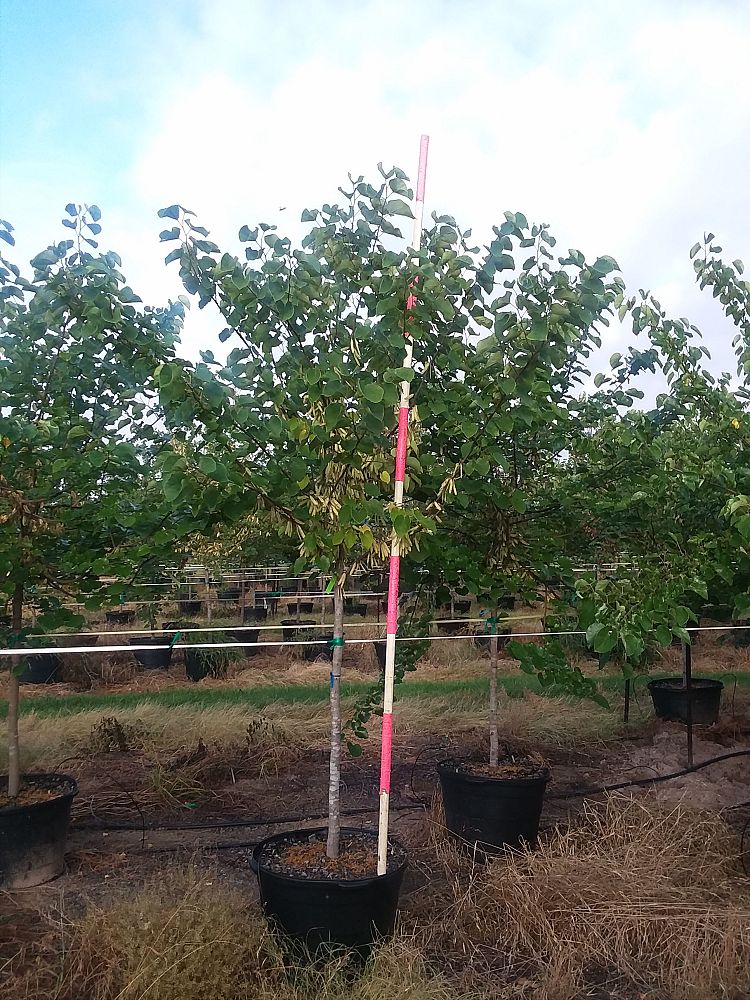 cercis-canadensis-texensis-texas-redbud