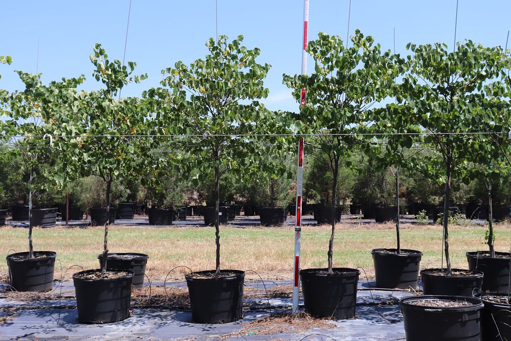 cercis-canadensis-texensis-texas-redbud