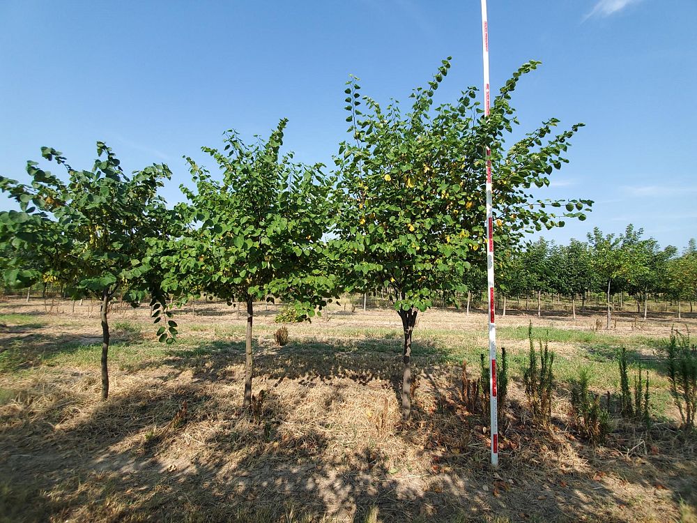 cercis-canadensis-texensis-texas-redbud